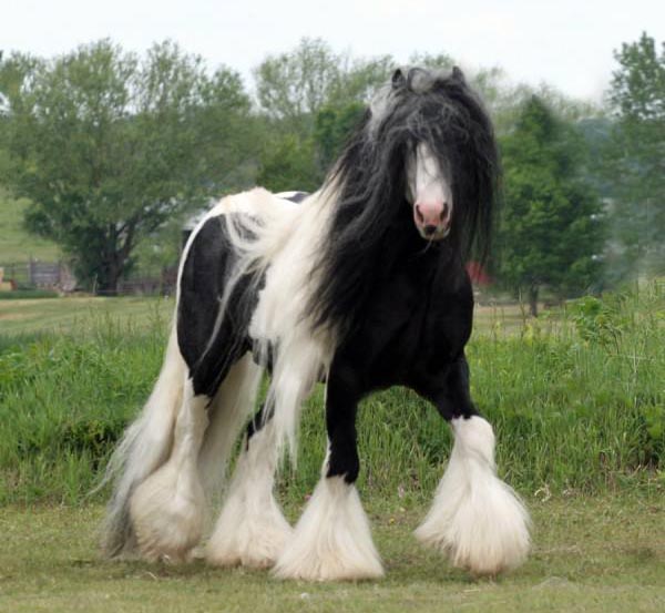 Friesian-Gypsy Vanner Crossbreed